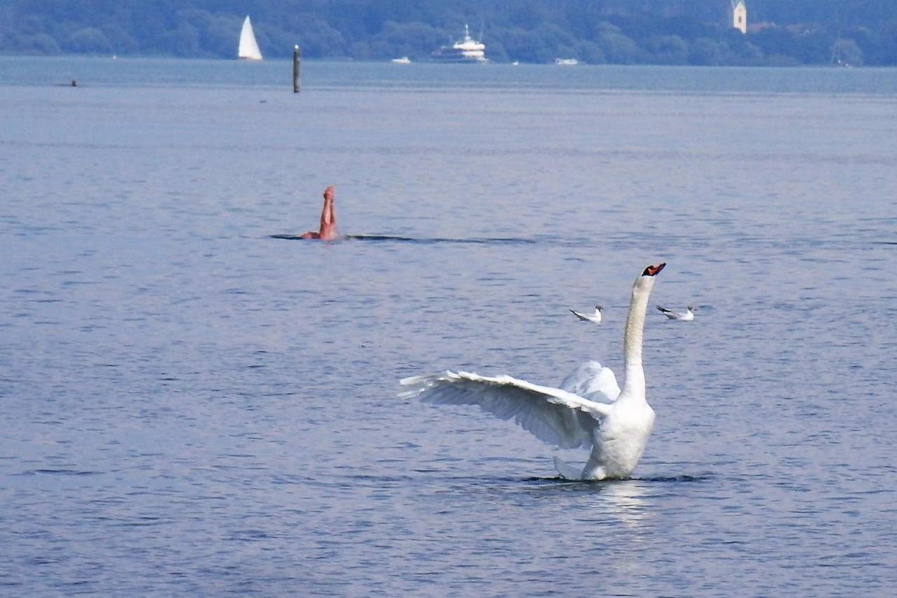 Gaestehaus Zum Landesteg Immenstaad am Bodensee Dış mekan fotoğraf